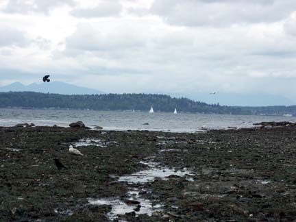 View of Alki