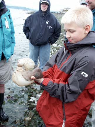 naturalist with moon snail