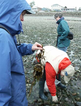 naturalist with seaweed (what kind?)