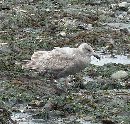 beachcomber