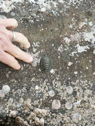 chiton