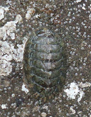 chiton