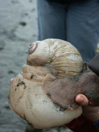 moonsnail