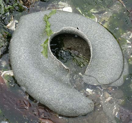 moonsnail egg case