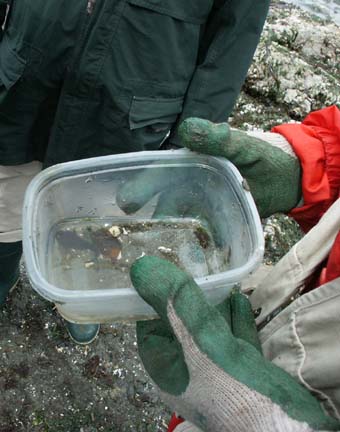 naturalist_with_clingfish