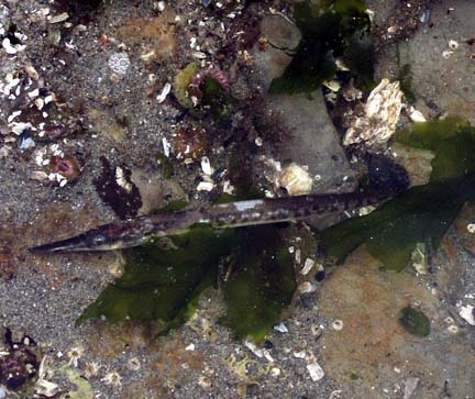 pipefish