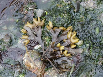 rockweed