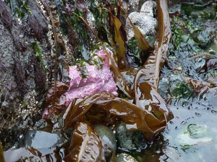 stars&seaweed