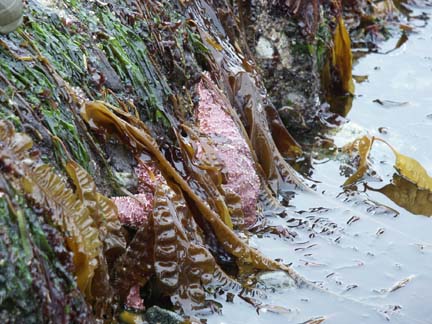 stars&seaweed