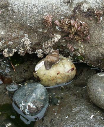 whelks&eggs