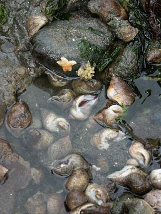 whelks&eggs_baby_seastar